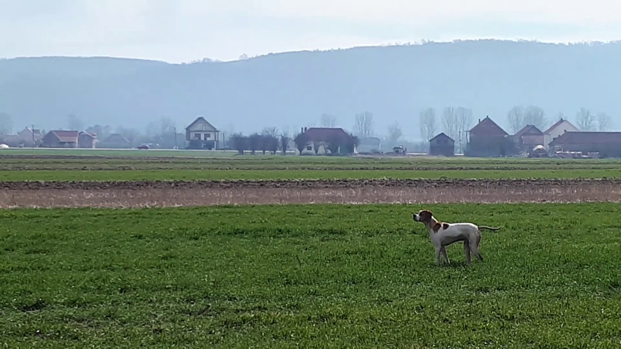 English Pointer pointing partridge