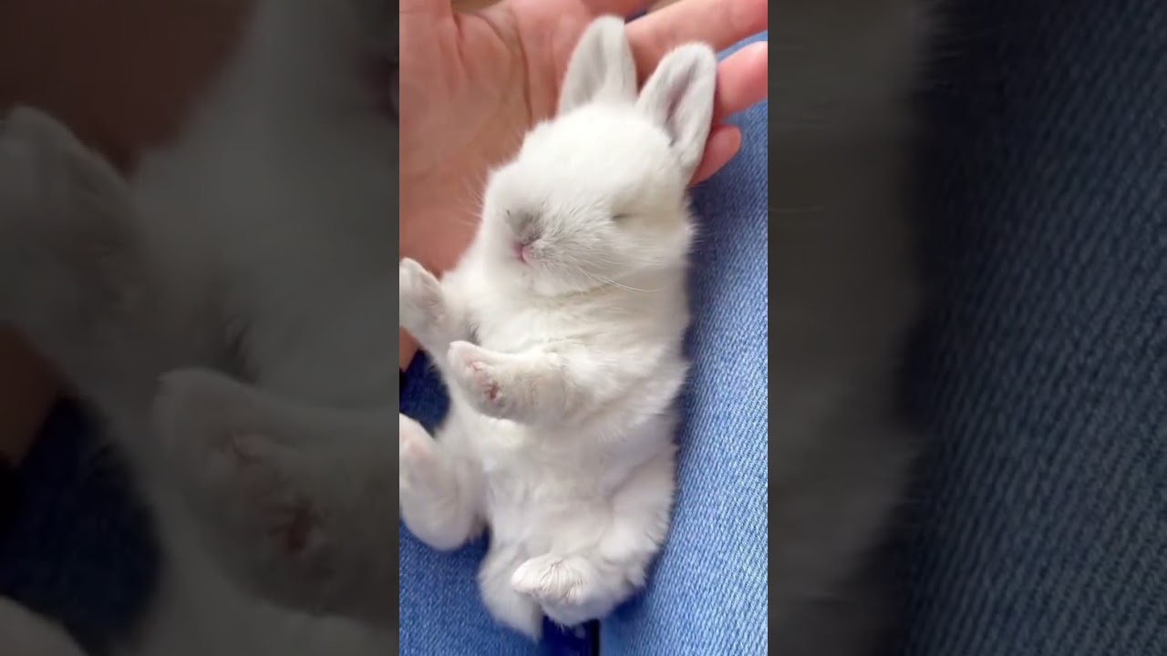 Animales pequeños y bonitos 