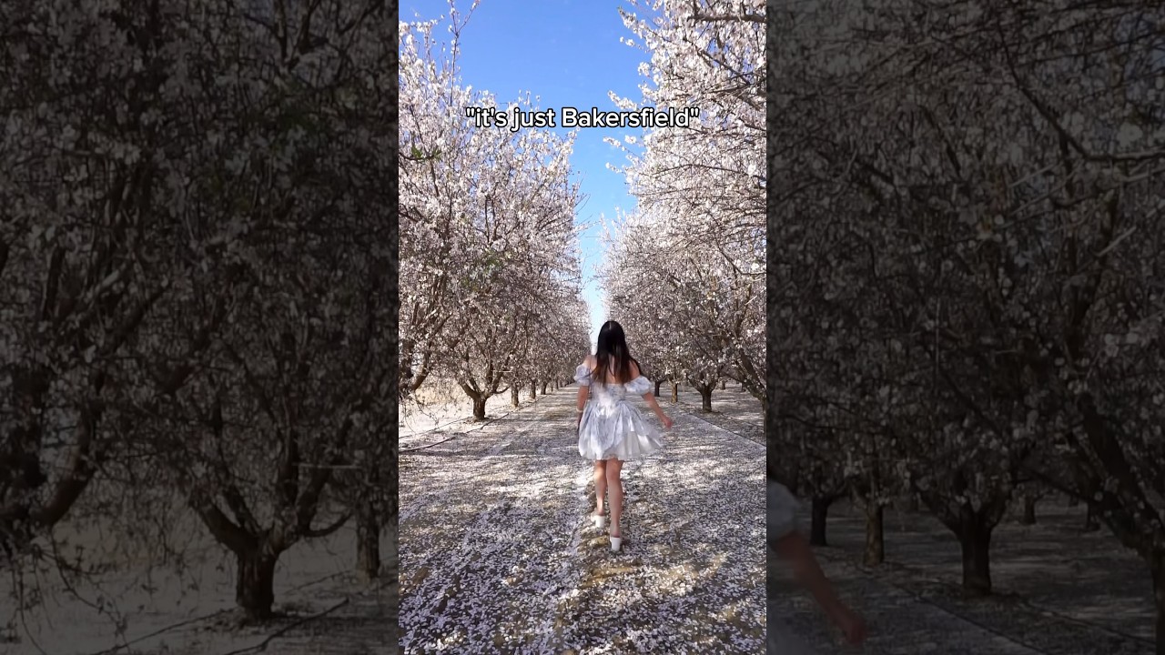 Almond blossoms in California 🌸