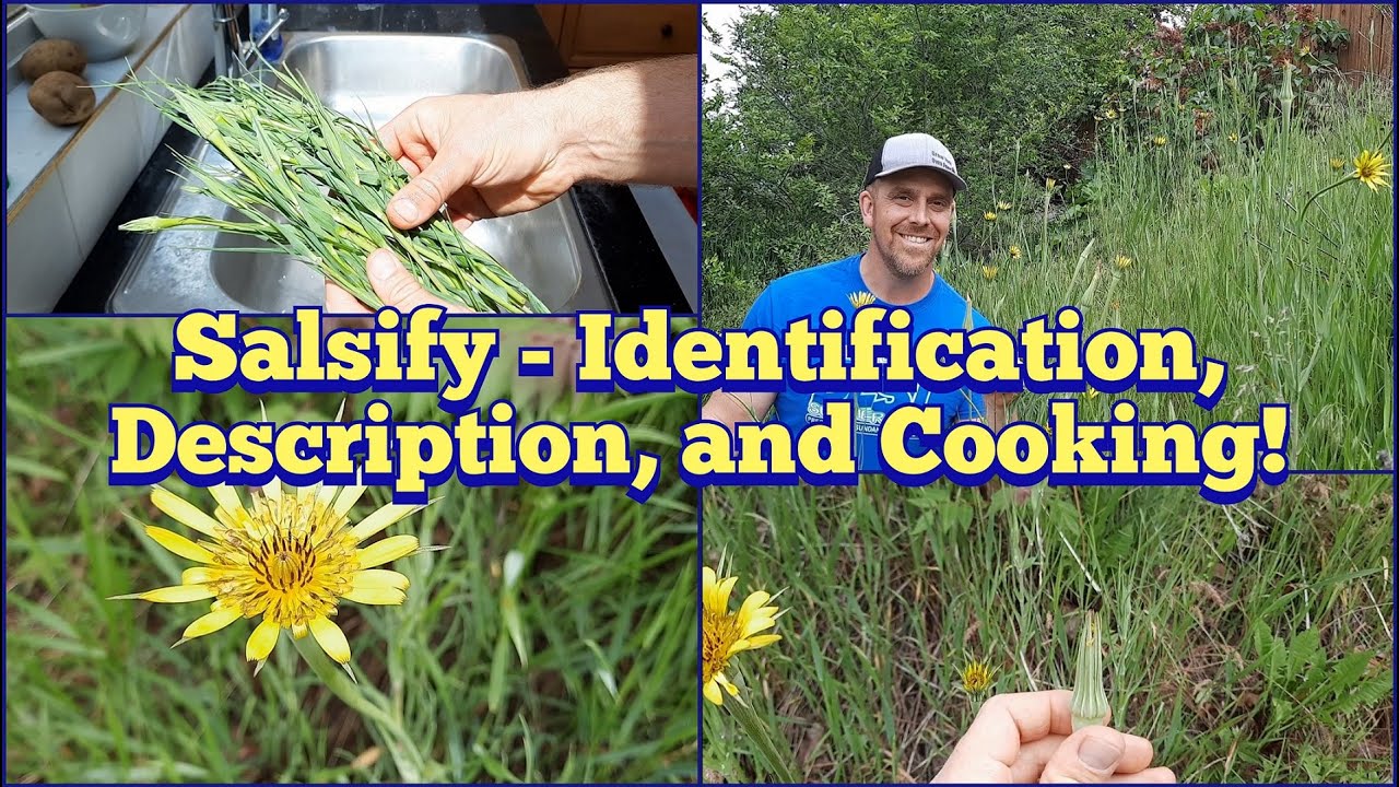 Salsify AKA Goat's Beard - Identification, Description, and Cooking