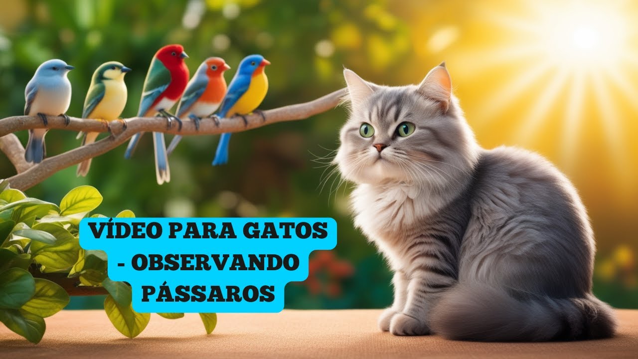 Vídeo para GATOS - Observando Pássaros