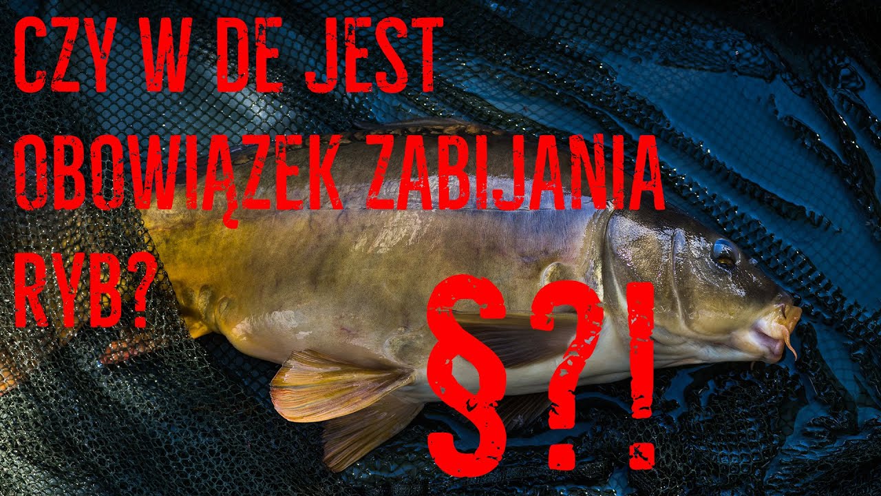 Vlog11Czy w Niemczech trzeba zabić każdą złowioną rybę ??