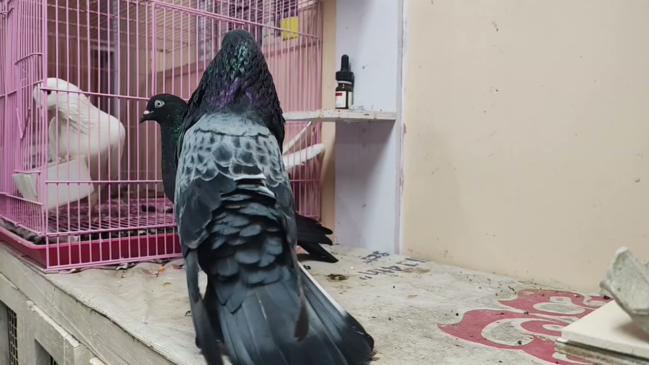 Rekhdar Pair...🦍