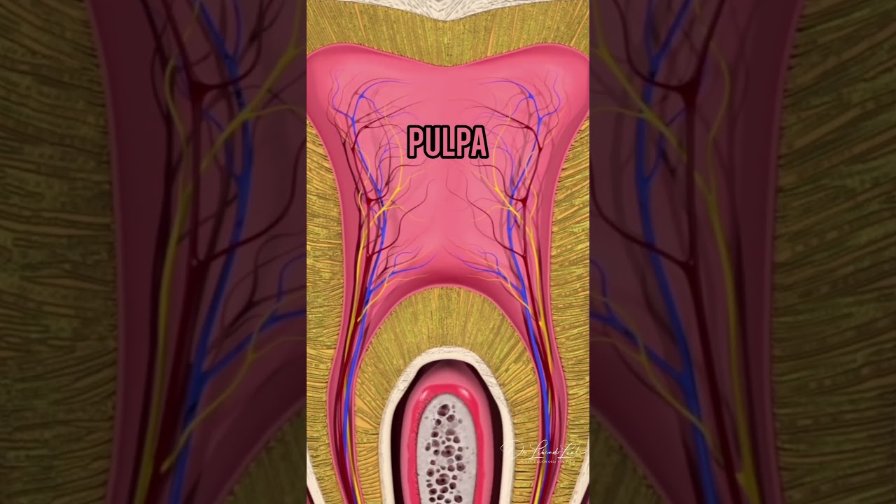 Partes de un Diente Esmalte, Dentina y Pulpa 