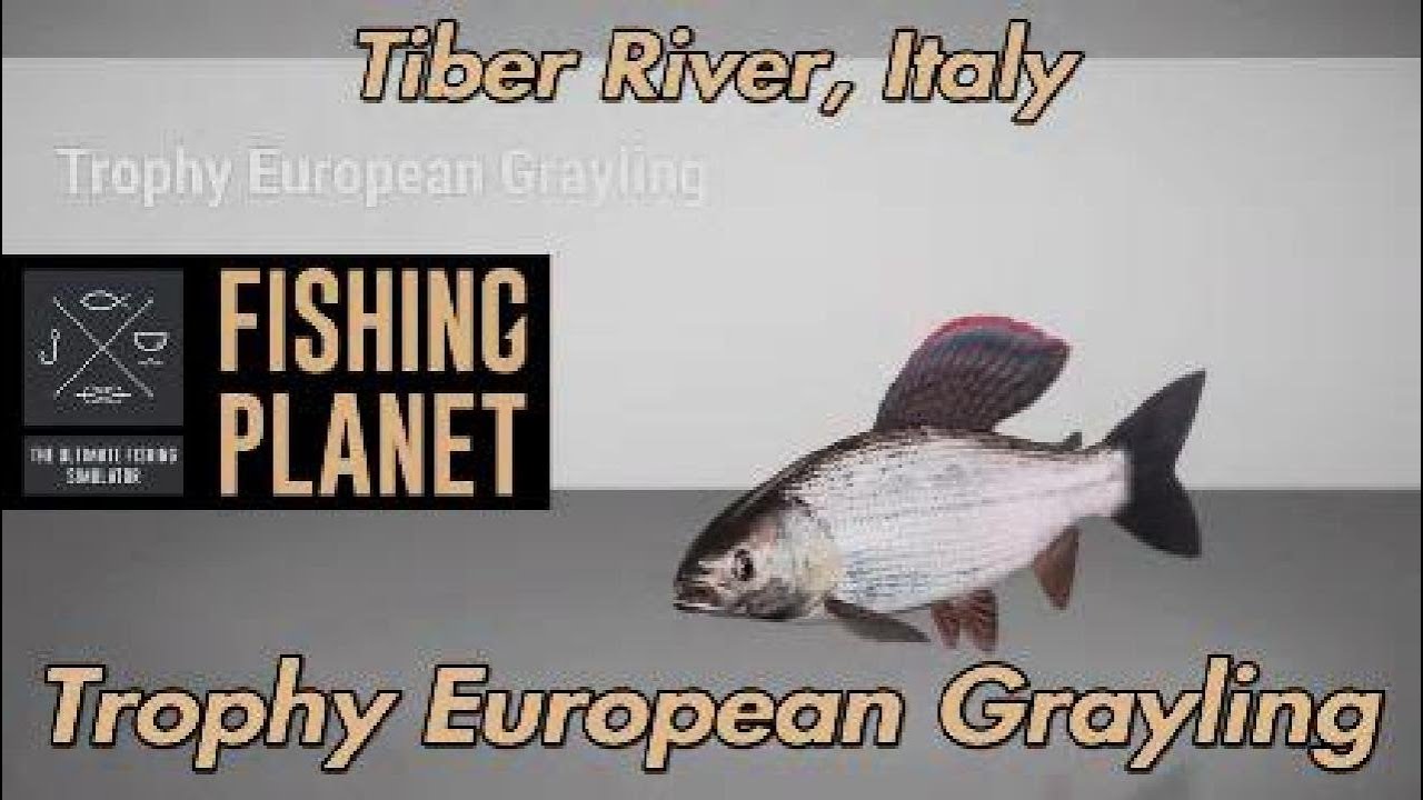 Европейский хариус Fishing Planet Trophy, река Тибр, Италия