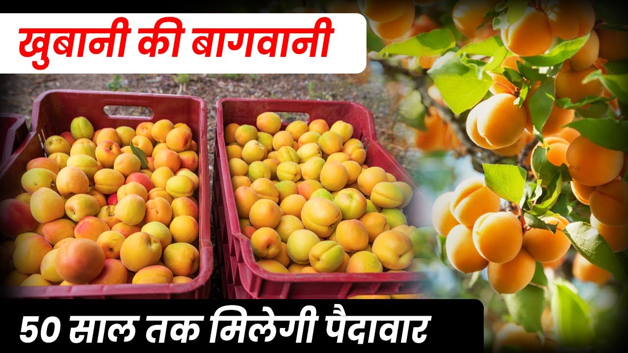 खुबानी की बागवानी कैसे करें | Apricot Farming की पूरी जानकारी | Khubani ki Kheti Step-by-Step