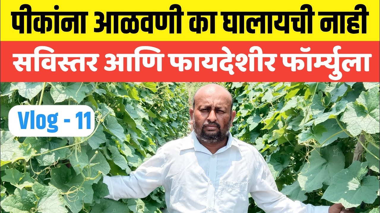 पीकांना लागवडीनंतर आळवणी का द्यायची नाही ?, आळवणी नेमकी कशी करायची, आळवणीची काय आहे पध्दत,आळवणी