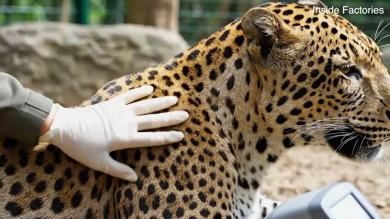 How Leopard Skin Becomes Million Dollar Luxury Leather Products (Full Process Revealed)