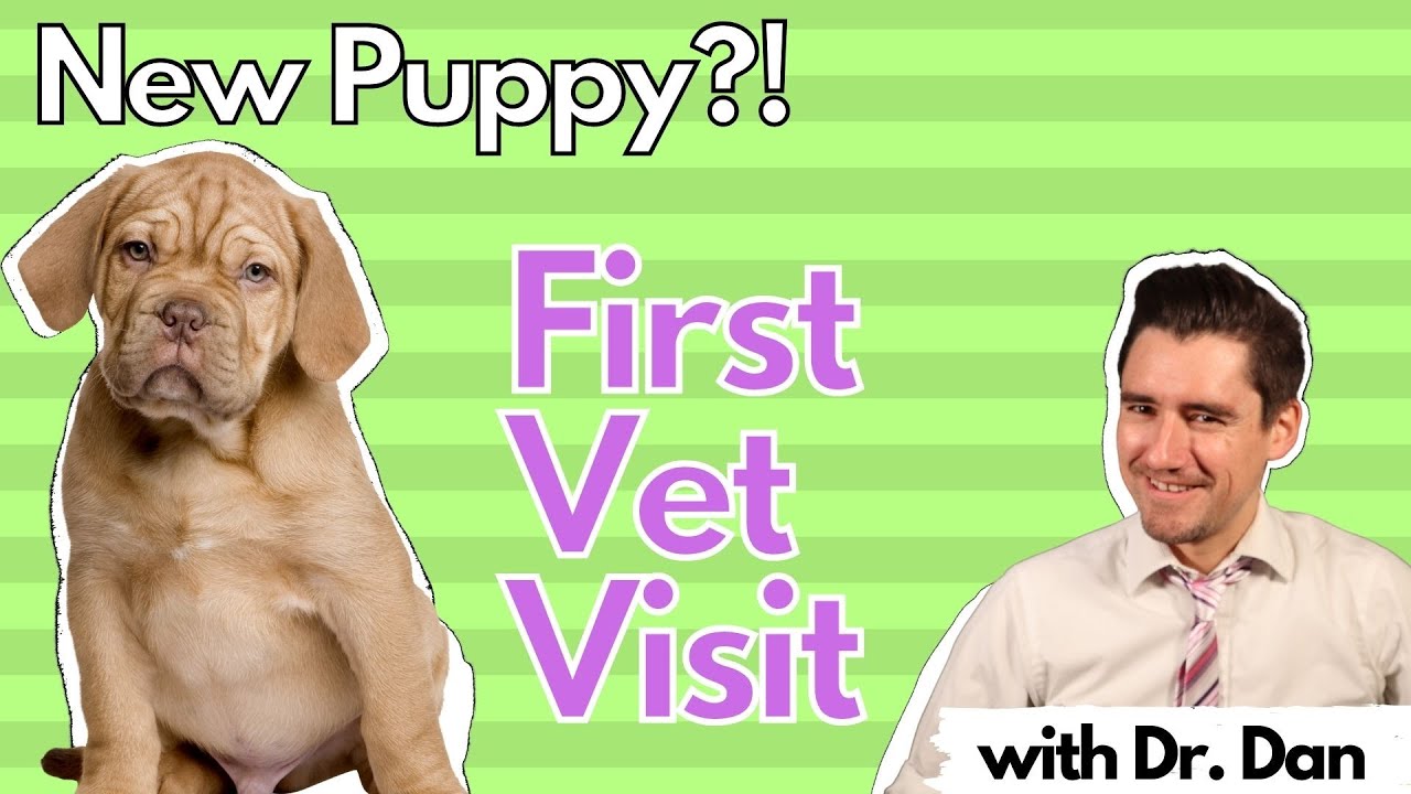 New Puppy?!  Your First Veterinary Visit.  What to Expect.