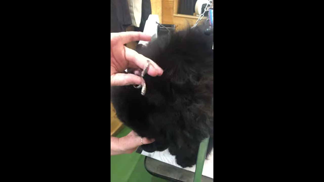 Correct Finger Positioning for Dog Grooming Scissors