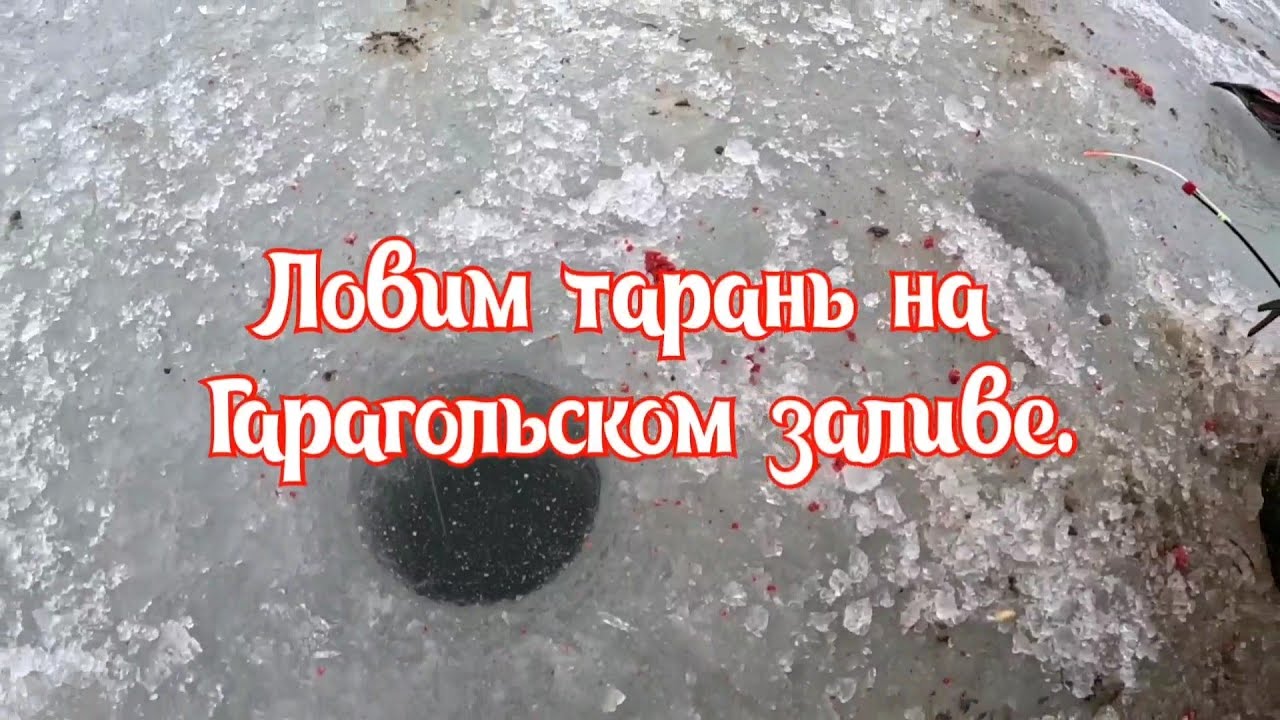 Ловим тарань на Гарагольском заливе.