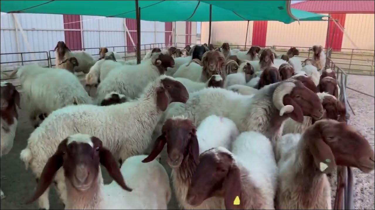 معلومات مهمة جدا يجب معرفتها قبل تربية الاغنام،التغذية،المساحات المناسبة للاغنام السيلاج،الكويت،نبيل