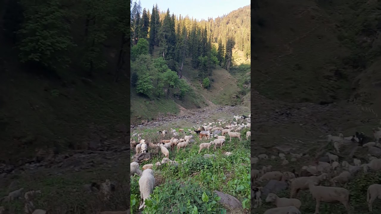 Nomadic Shepherd's Milking Their Goats. NOMADIC SHEPHERD'S LIFESTYLE IN JUNGLE.  HIMACHALI LIFE