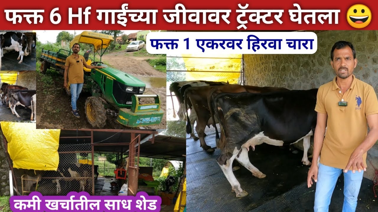 अल्पभूधारक शेतकऱ्याचा यशस्वी Hf गाईंचा गोठा | Hf cow dairy farming