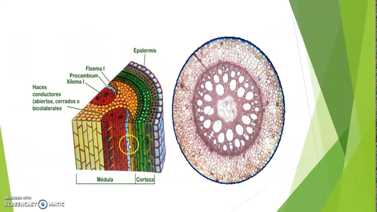 HISTOLOGÍA VEGETAL