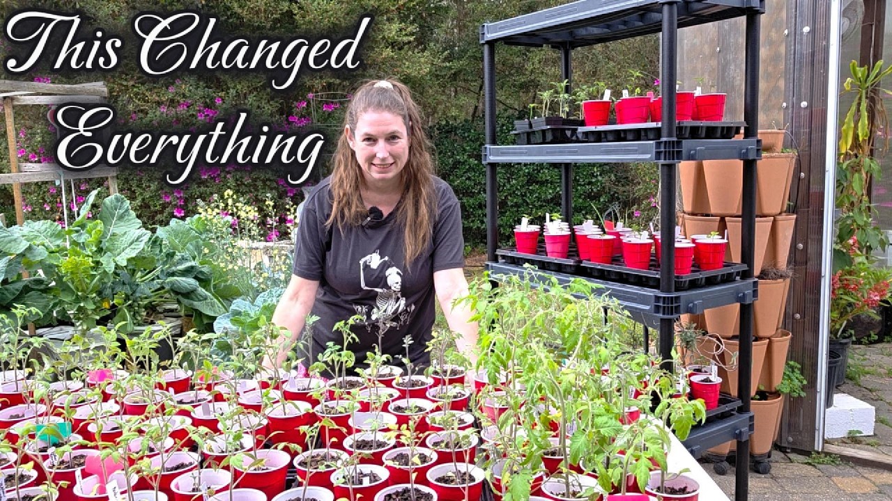 My Seedling Care Routine: Why My Tomato Seedlings Are Stronger This Year 🍅🌱