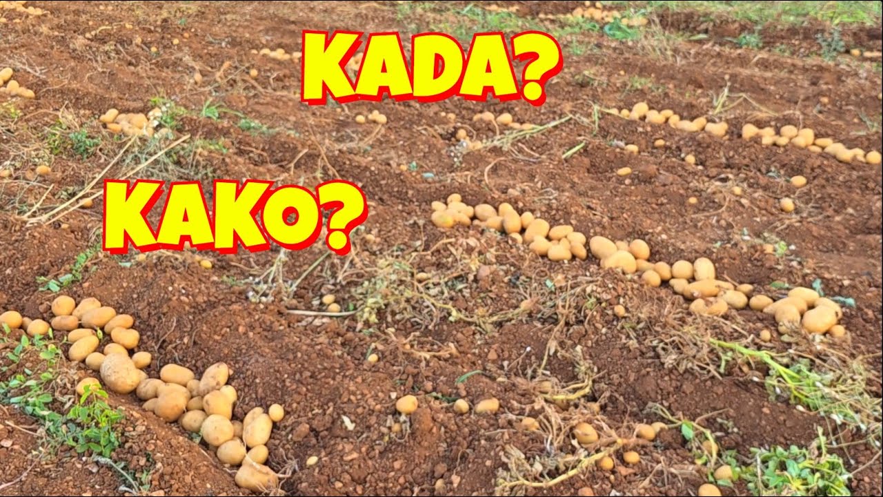 Kada vaditi i kako skladištiti KROMPIR?