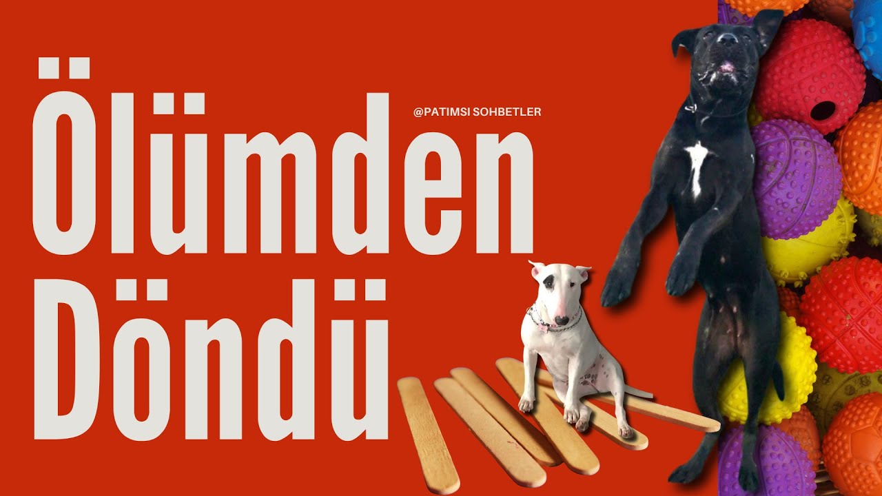 Köpeğimiz Az Daha Ölüyordu: Görünmez Tehlikelere Dikkat!