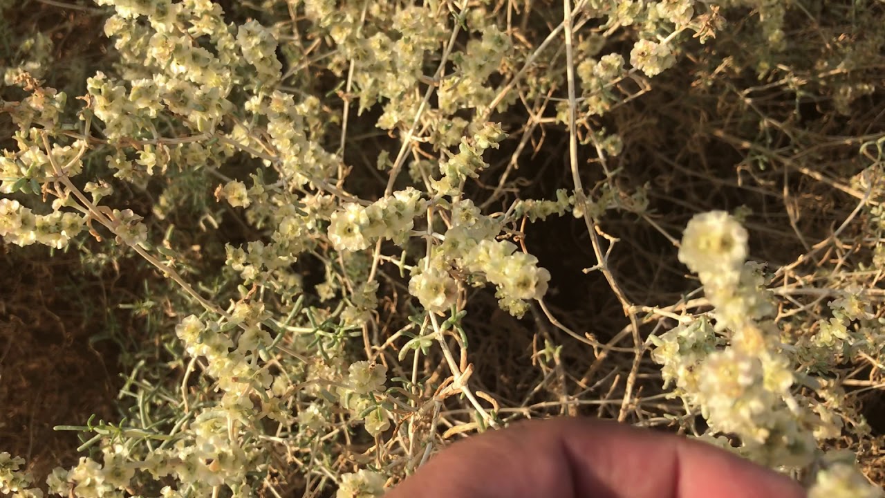 التعريف بنبات الإشنان (الشنان) بالمدينة المنورة -م منصور المحمديwww.ajwafarmsa.com- Anabasis aphylla