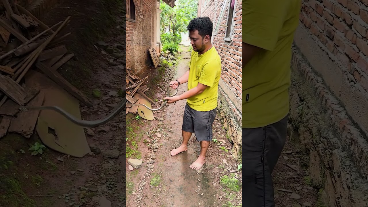 RESCUE ULAR SAPI DI TUMPUKAN KAYU !!