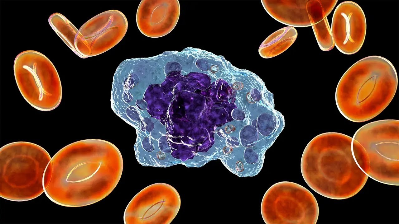 You Won't Believe What The Innate Immune Cells Can Do