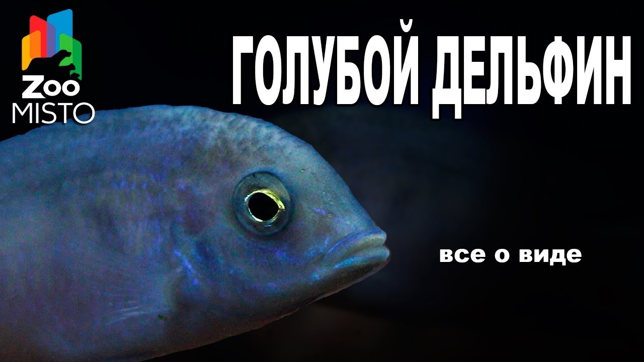 Голубой Дельфин - Все о виде рыбок | Рыбка вида - Голубой Дельфин