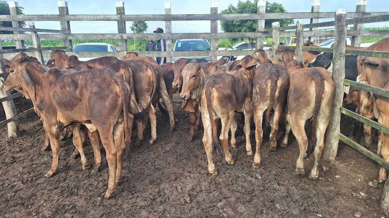 🐂♉️Feira do gado do alto Sertão Monte Alegre Sergipe Feira do gado do tonhão 24 julho 2025👑🇬🇧