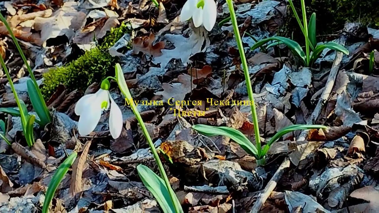 Крым 2026 утопает в подснежниках. Весна пришла с цветами. Горный ручей многоводный.