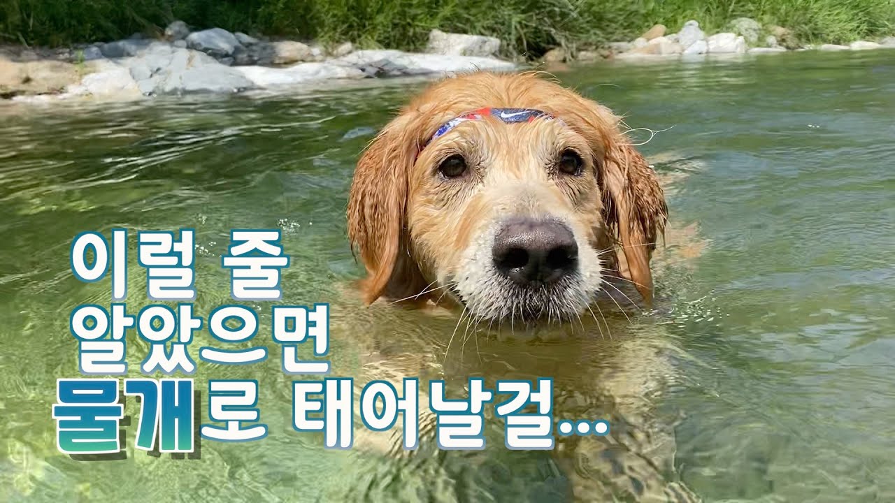계곡에 나타난 대왕 물개