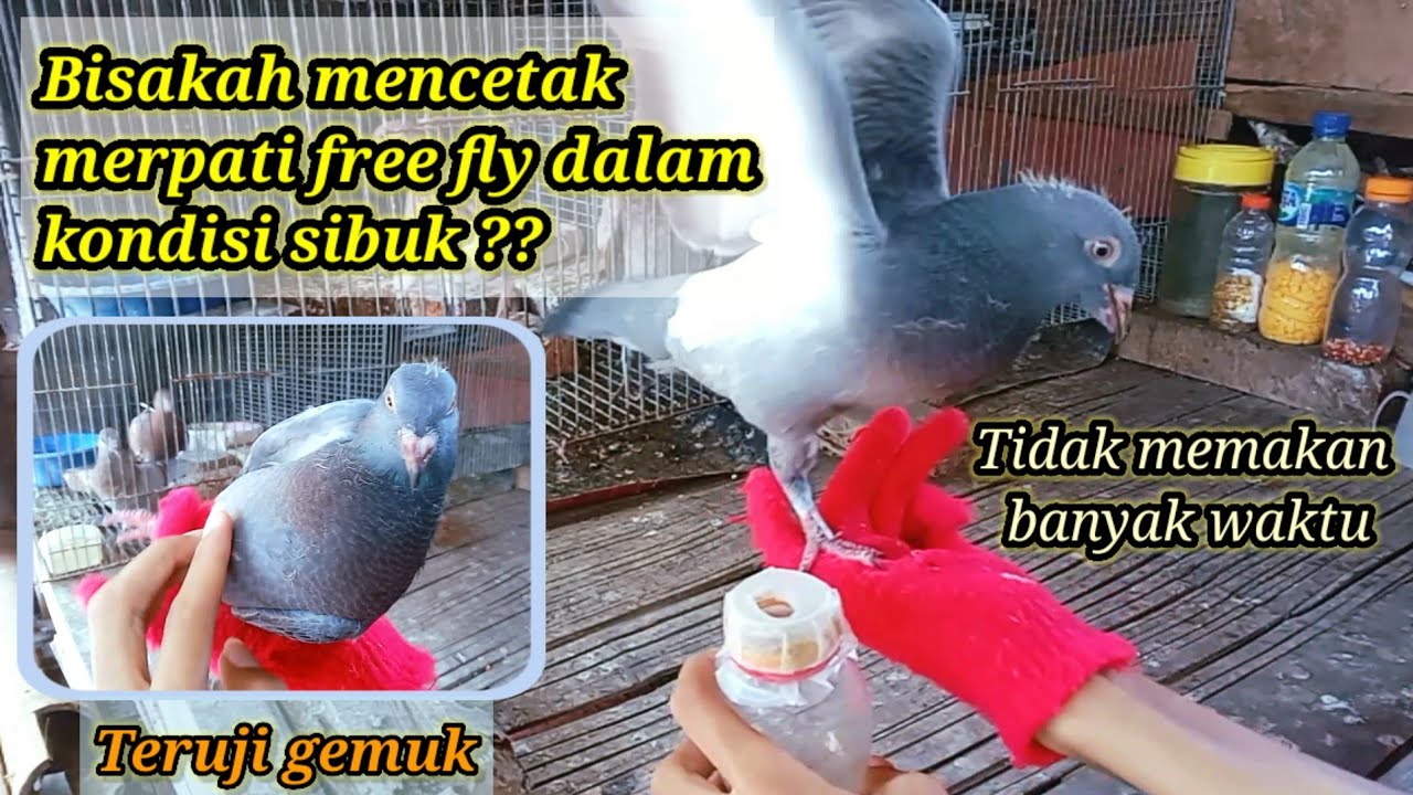 cara mencetak merpati free fly simpel dan hemat waktu