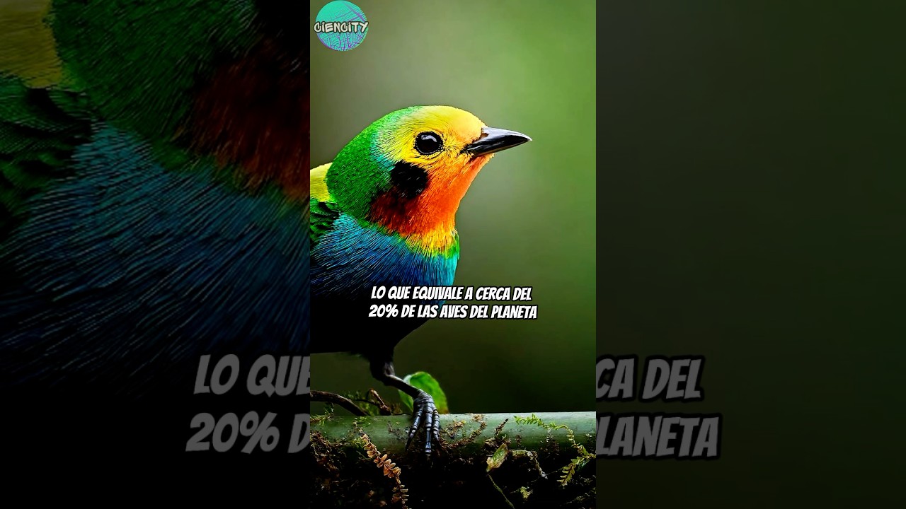 #colombia l&iacute;der en avistamiento de #Aves