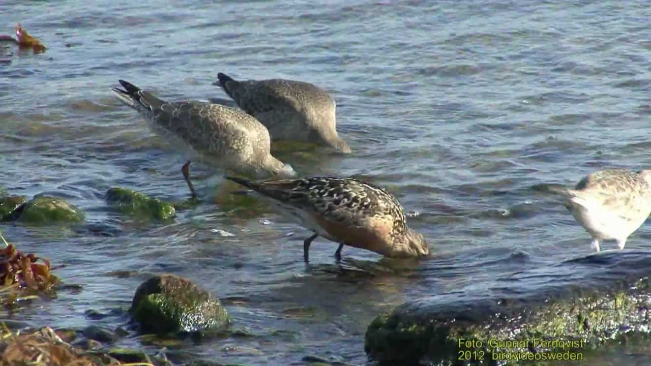 KUSTSN&Auml;PPA  Red Knot  (Calidris canutus) Klipp - 808