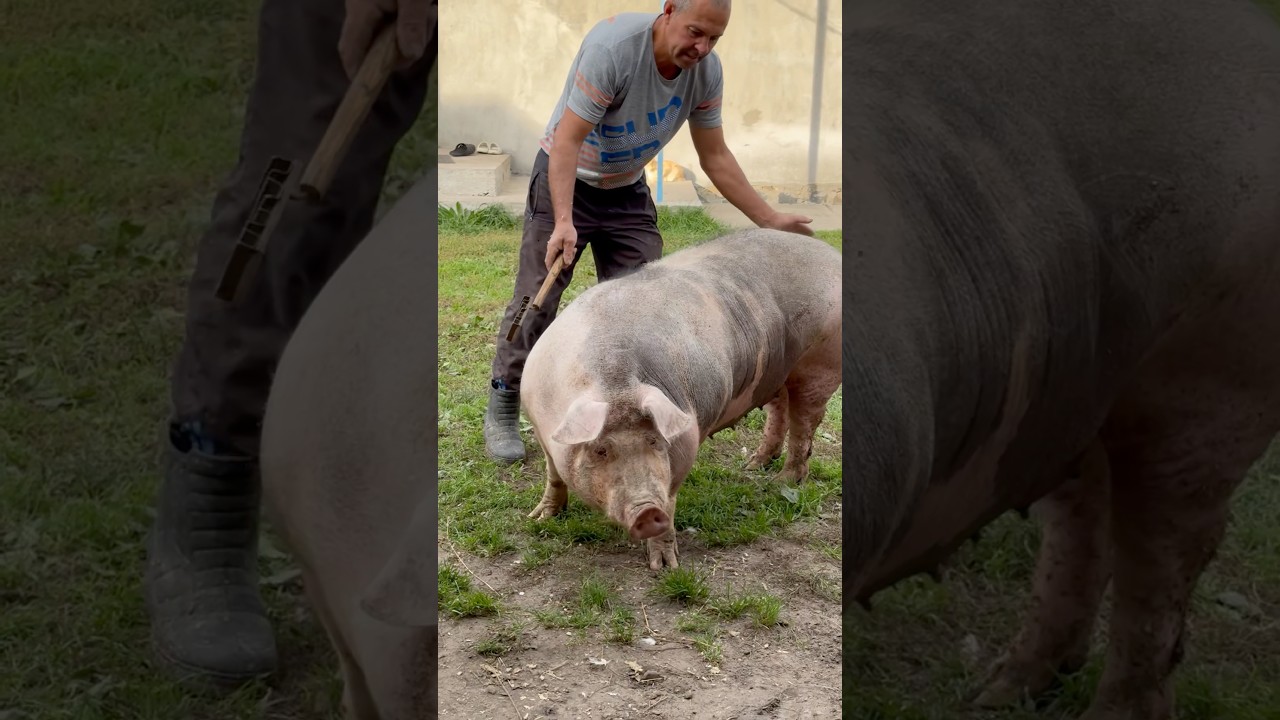 Треба загнати свинку #villagelife #diy #pig #farm #cow #animals #farming #village #animal