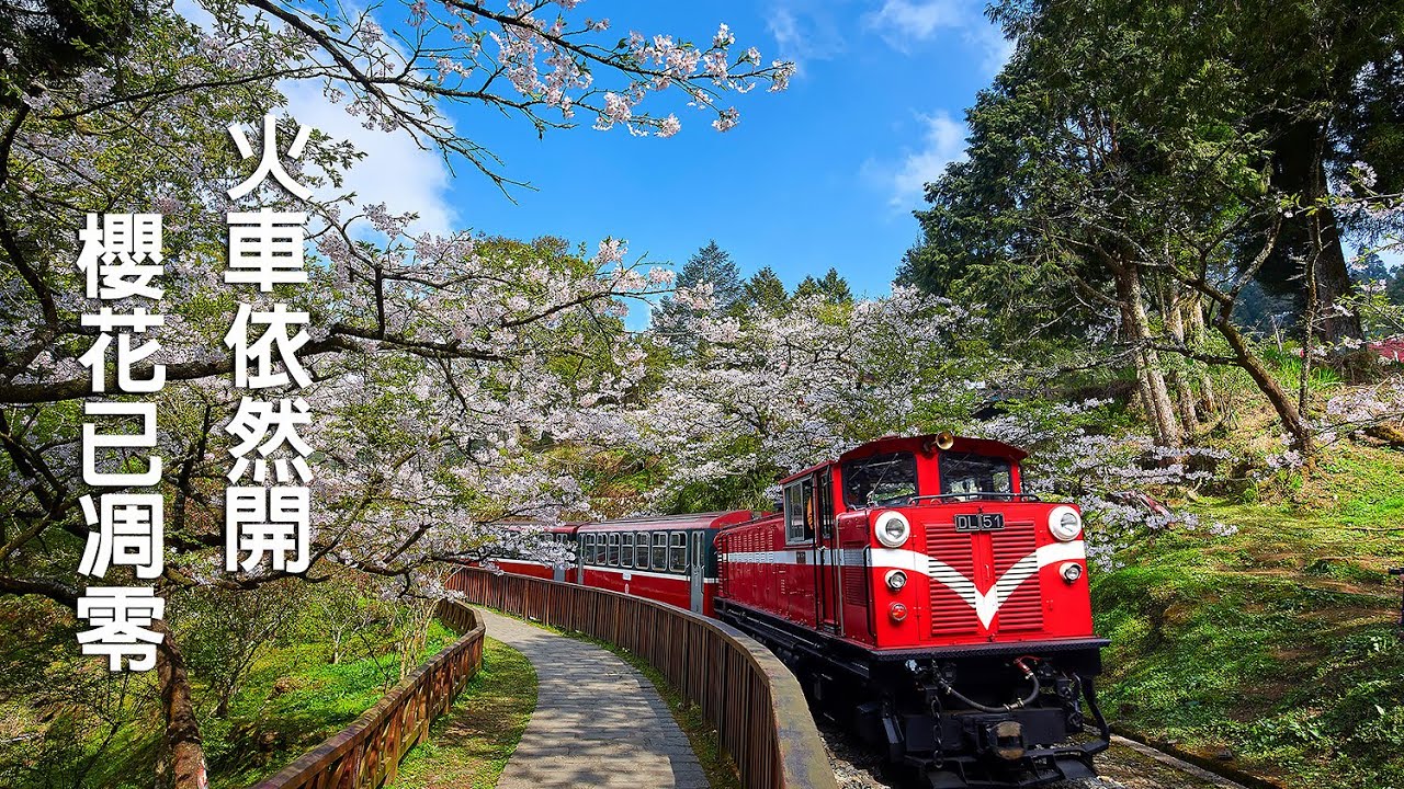 阿里山火車依舊開，櫻花已凋零。#阿里山吉野櫻#阿里山櫻花季#合歡山雪景 阿里山蒸氣火車