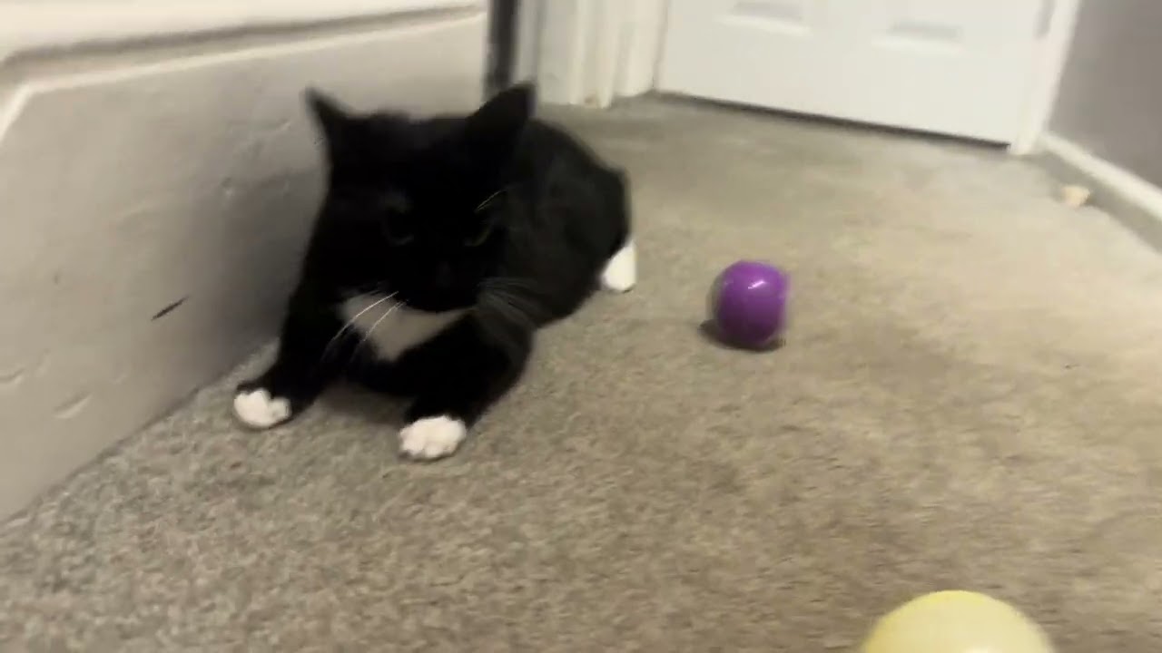 My cat and dog over the past week