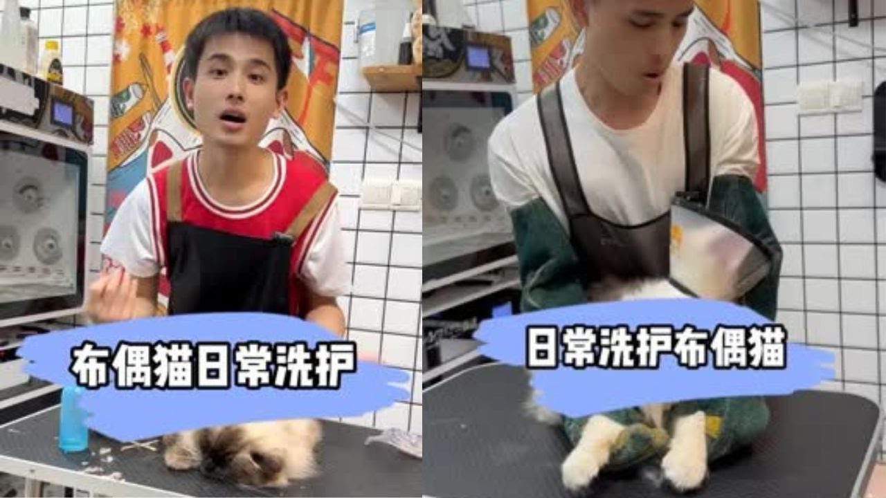掉毛怪重点色布偶猫洗护 真的跟下雪一样 #貓咪洗澡 #上門洗貓 #寵物 #萌寵 #洗澡 #貓咪 #洗狗