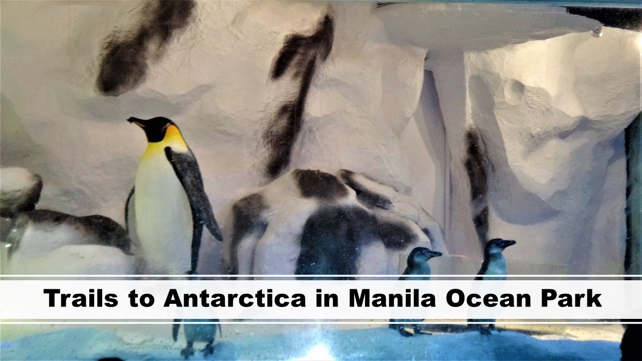 Experience Trails to Antarctica in Manila Ocean Park | Manila, Philippines