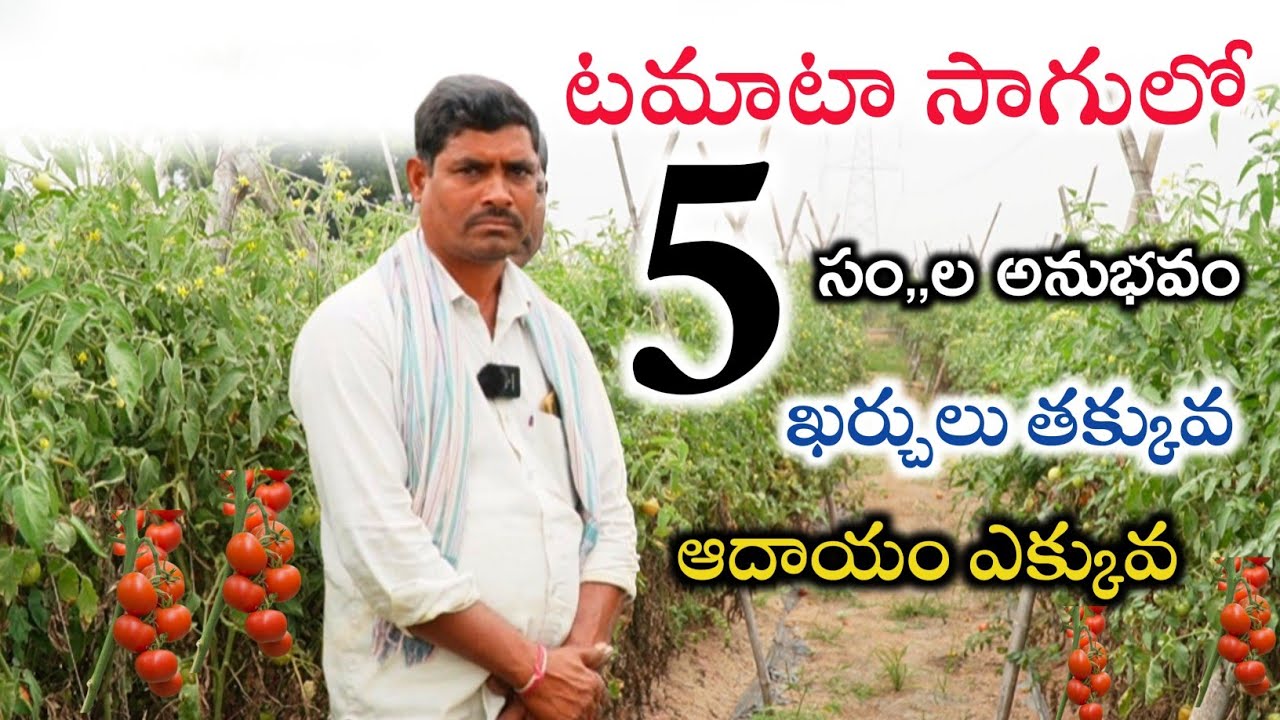 టమాటా సాగు || Tamato Cultivation Telugu || Mana kisan (మన రైతు)