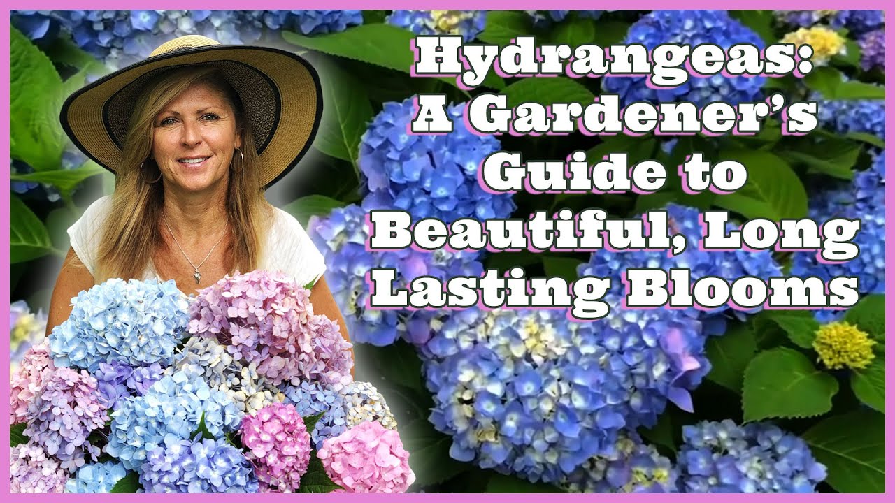 Hydrangeas : A Gardener’s Guide to Beautiful Long Lasting Blooms | Kelly Lehman