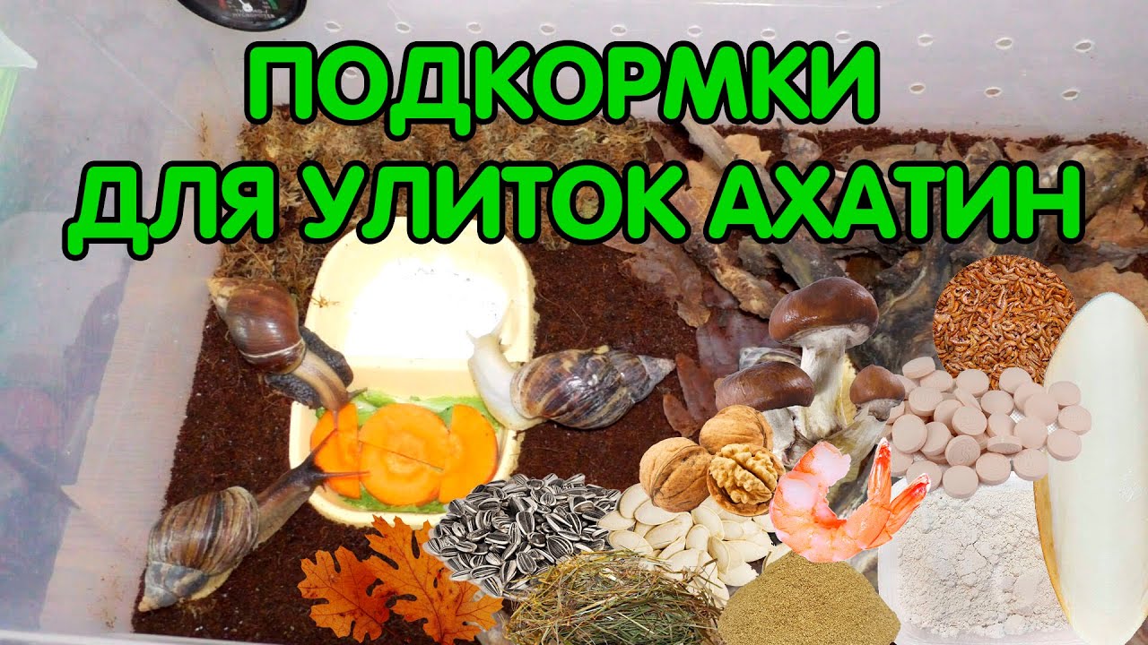 Подкормки для улиток ахатин (кальций, растительный и животный белок)