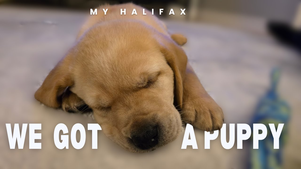 We Got A Puppy | My Halifax | Halifax Nova Scotia