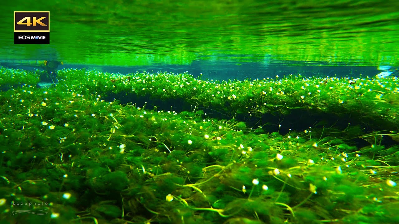4K  水面下で咲く可憐な花  / 水中花　梅花藻     Pretty flowers blooming under the surface of the water