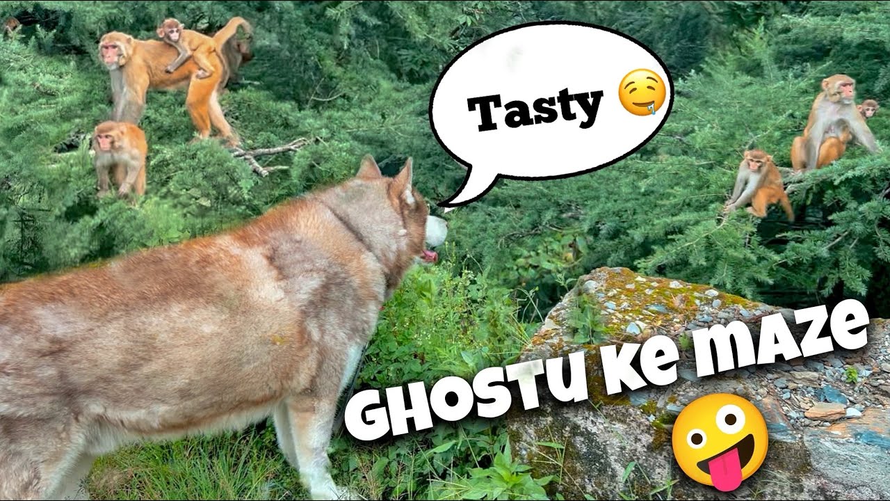 Monkeys react to Our Giant Husky 😆| Ghostu ke maze aa gaye! @THEHIMALAYANHUSKY