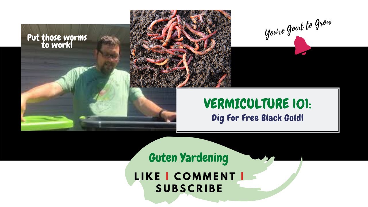 Vermiculture 101 - Easy DIY Red Wigglers Worm Farm | Dig for free black gold! | Guten Yardening