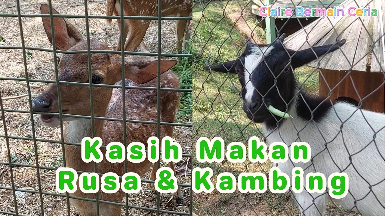 WOW! SERU! Claire kasih makan Rusa dan Kambing Lucu!