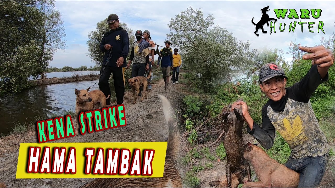 ANJINGNYA TERGIGIT WERGUL !!! PERBURUAN HAMA TAMBAK