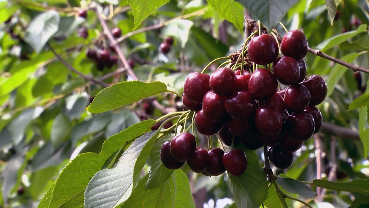 VALSUGANA: LA CILIEGIA, UN FRUTTO PRELIBATO CHE VA DIFESO