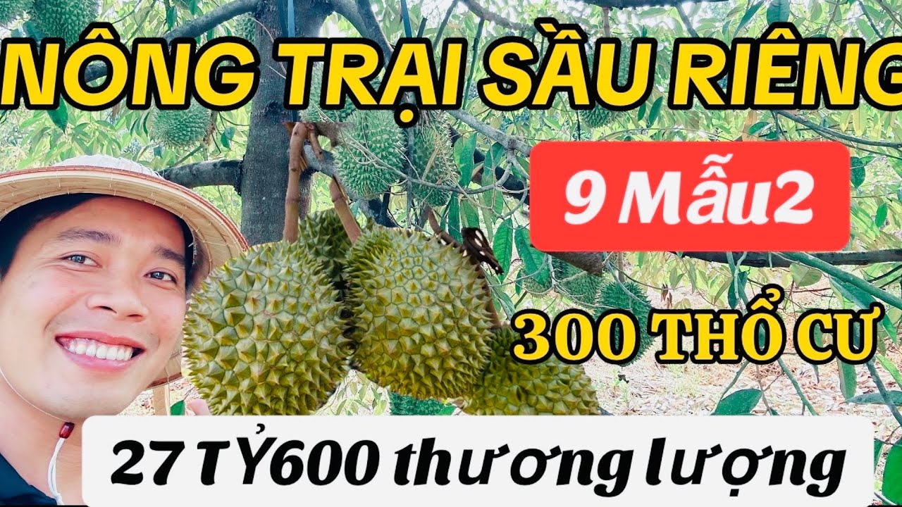 CẦN VỐN LÀM ĂN NHƯỢNG LẠI NÔNG TRẠI SẦU RIÊNG KHỦNG 2000 GỐC SẦU RIÊNG