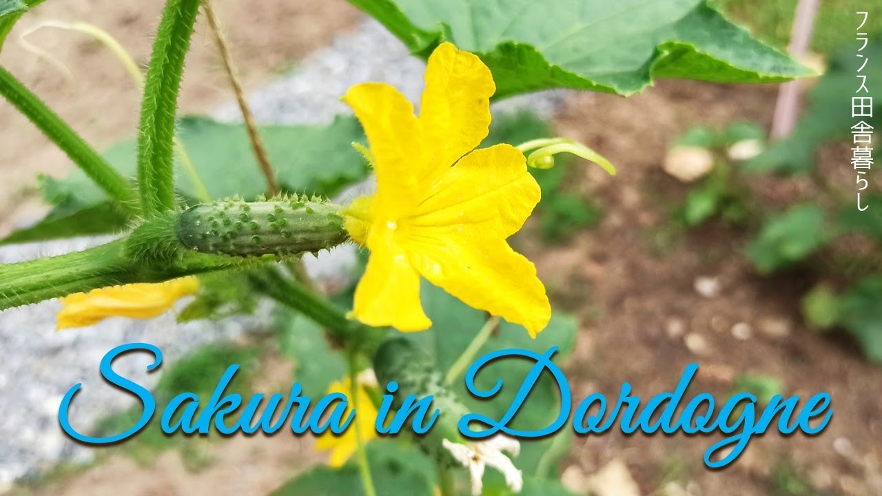 家庭菜園のお野菜畑を紹介します❘壁のモールディングDIY❘お部屋のリフォームDIY2～Episode7 (ENG sub)