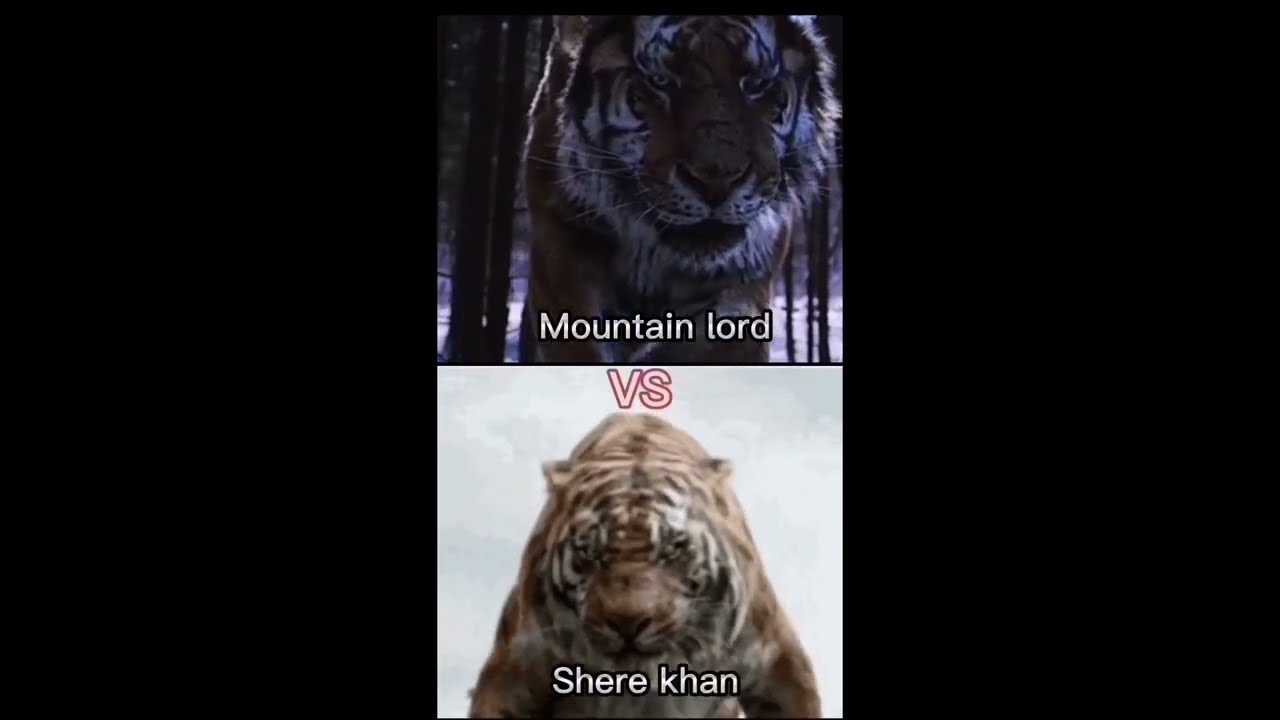 Mountain lord vs Shere khan